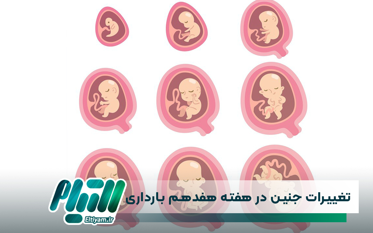 تغییرات جنین در هفته هفدهم بارداری