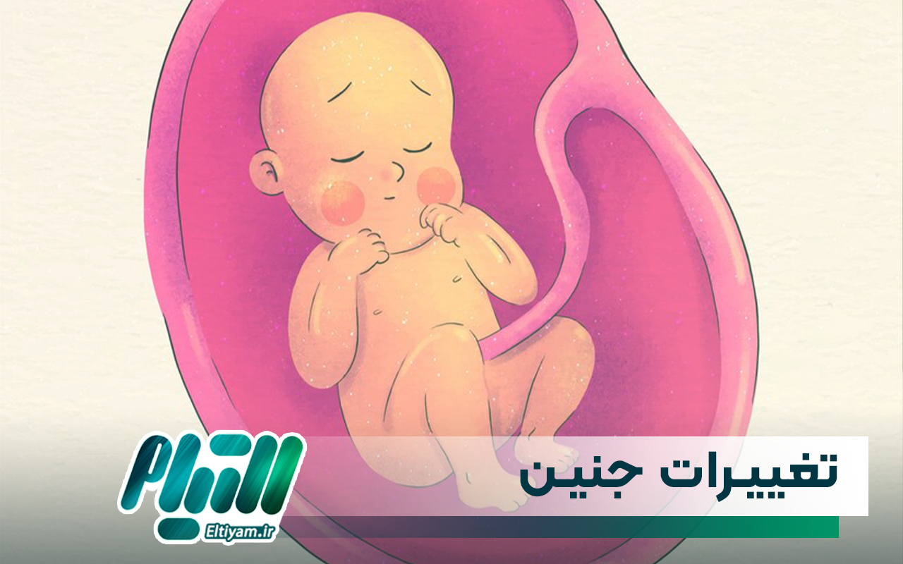 تغییرات جنین